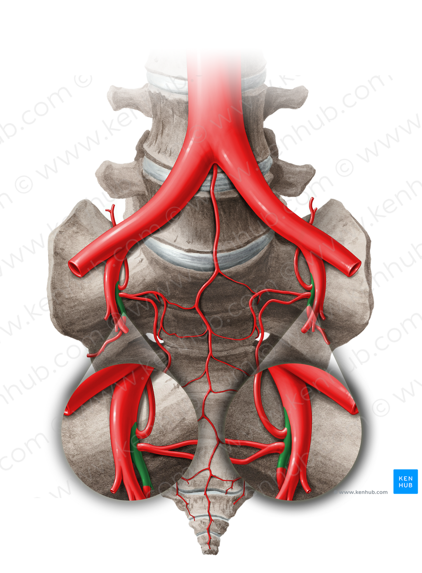 Posterior division of internal iliac artery (#14049)