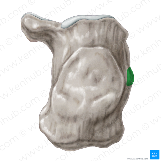 Fibular trochlea of calcaneus (#9579)