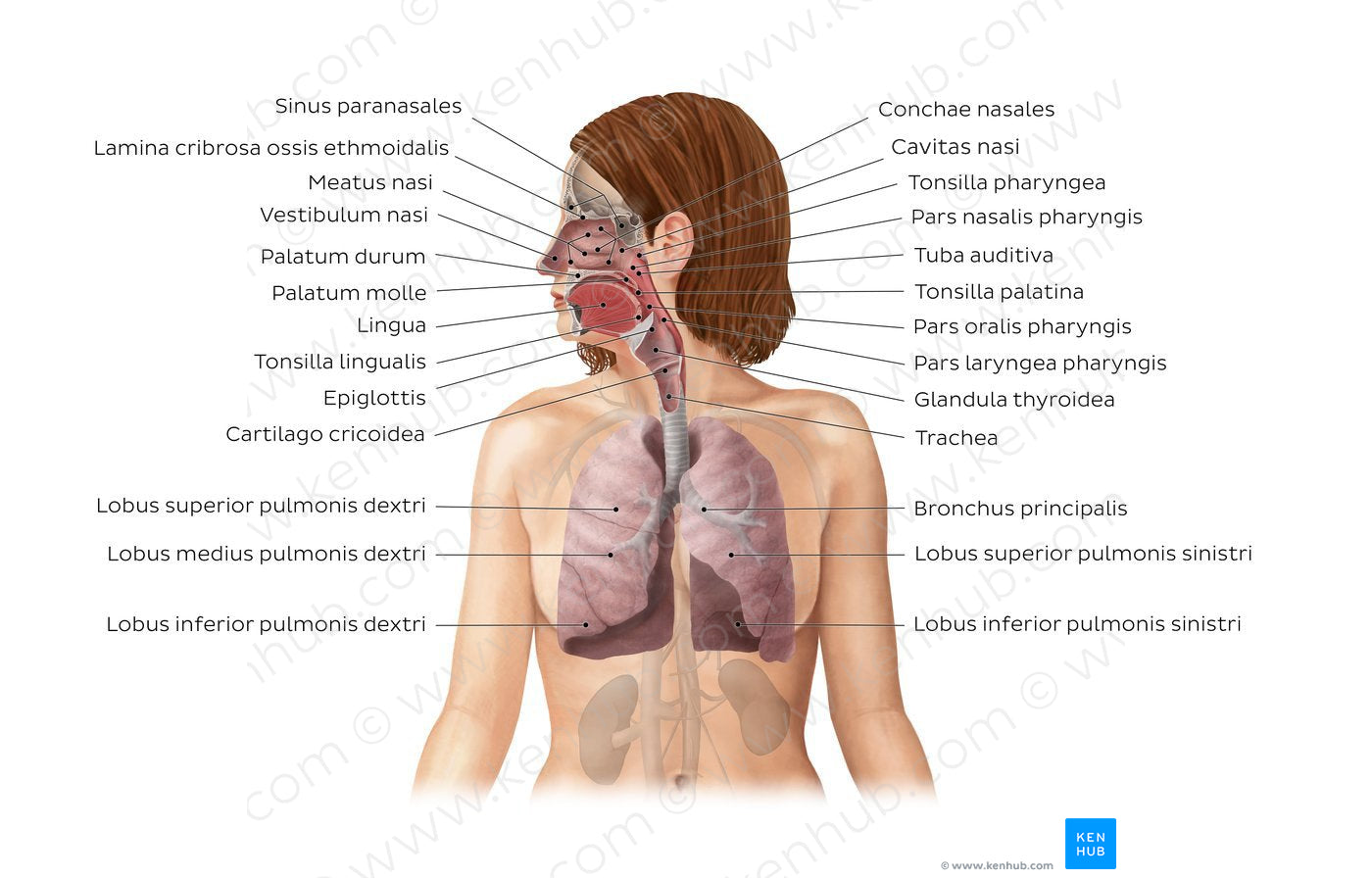 Respiratory system (Latin)