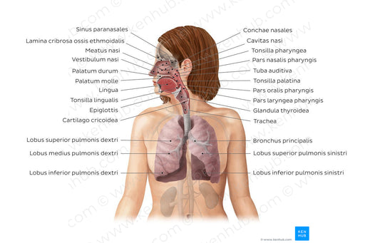 Respiratory system (Latin)