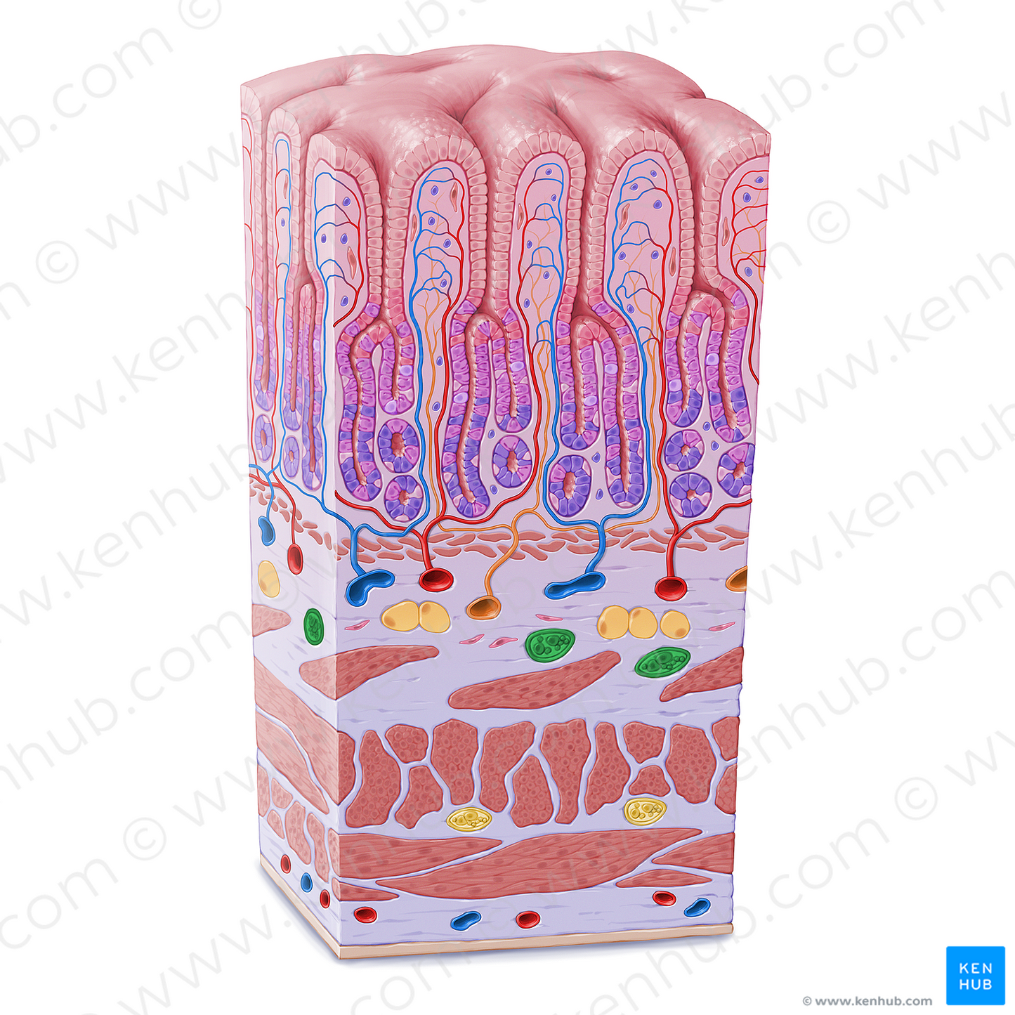 Submucosal plexus (of Meissner) (#21616)