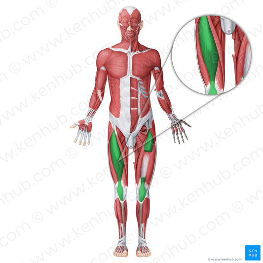 Rectus femoris muscle (#18733)