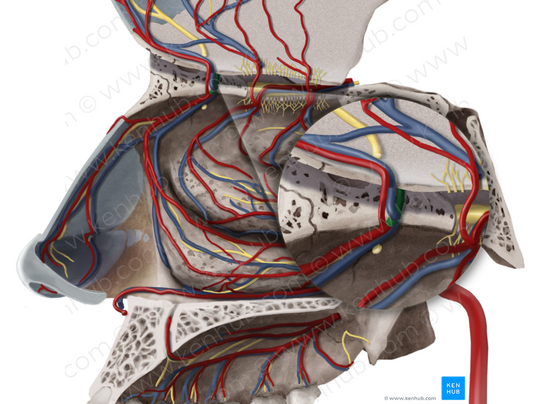Anterior ethmoidal artery (#1225)
