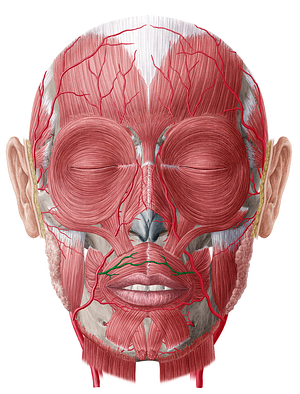 Superior labial artery (#1468)