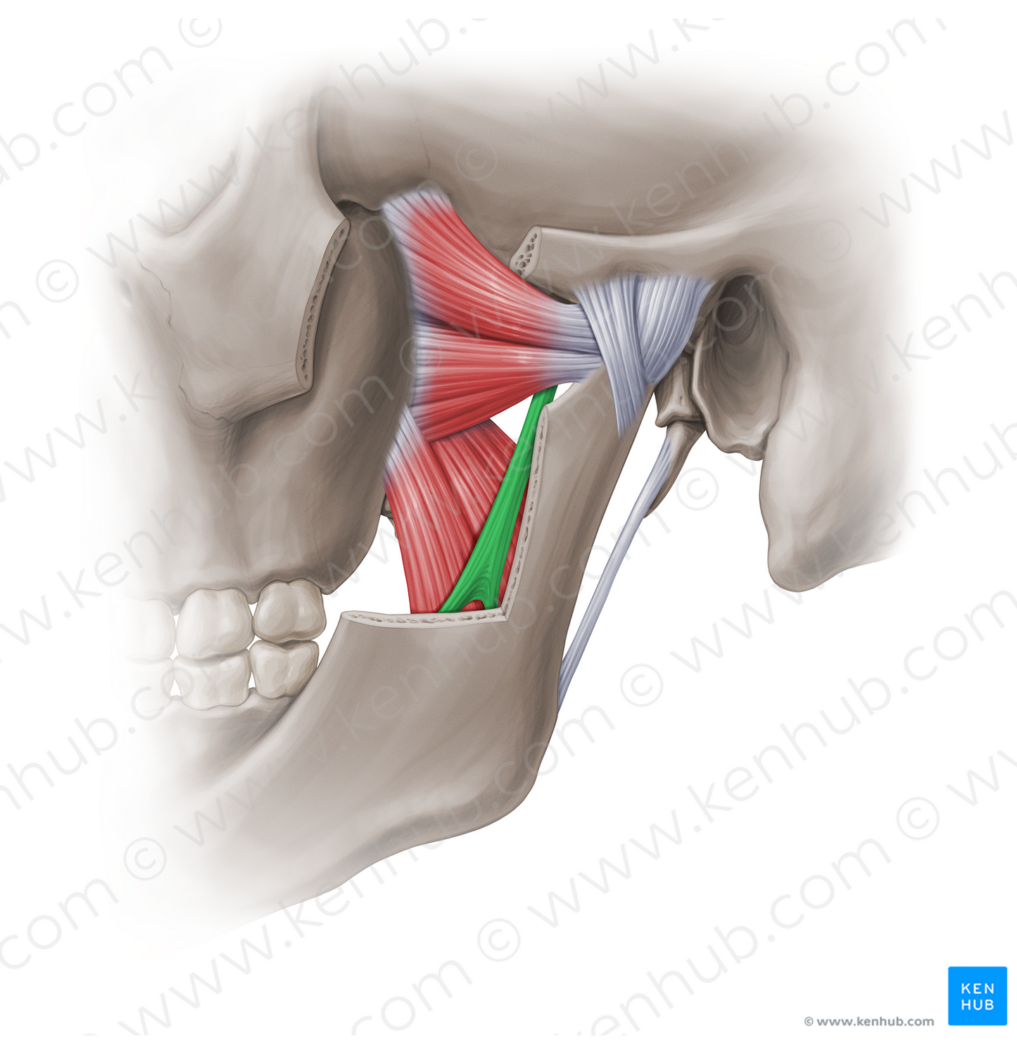 Sphenomandibular ligament (#18962)