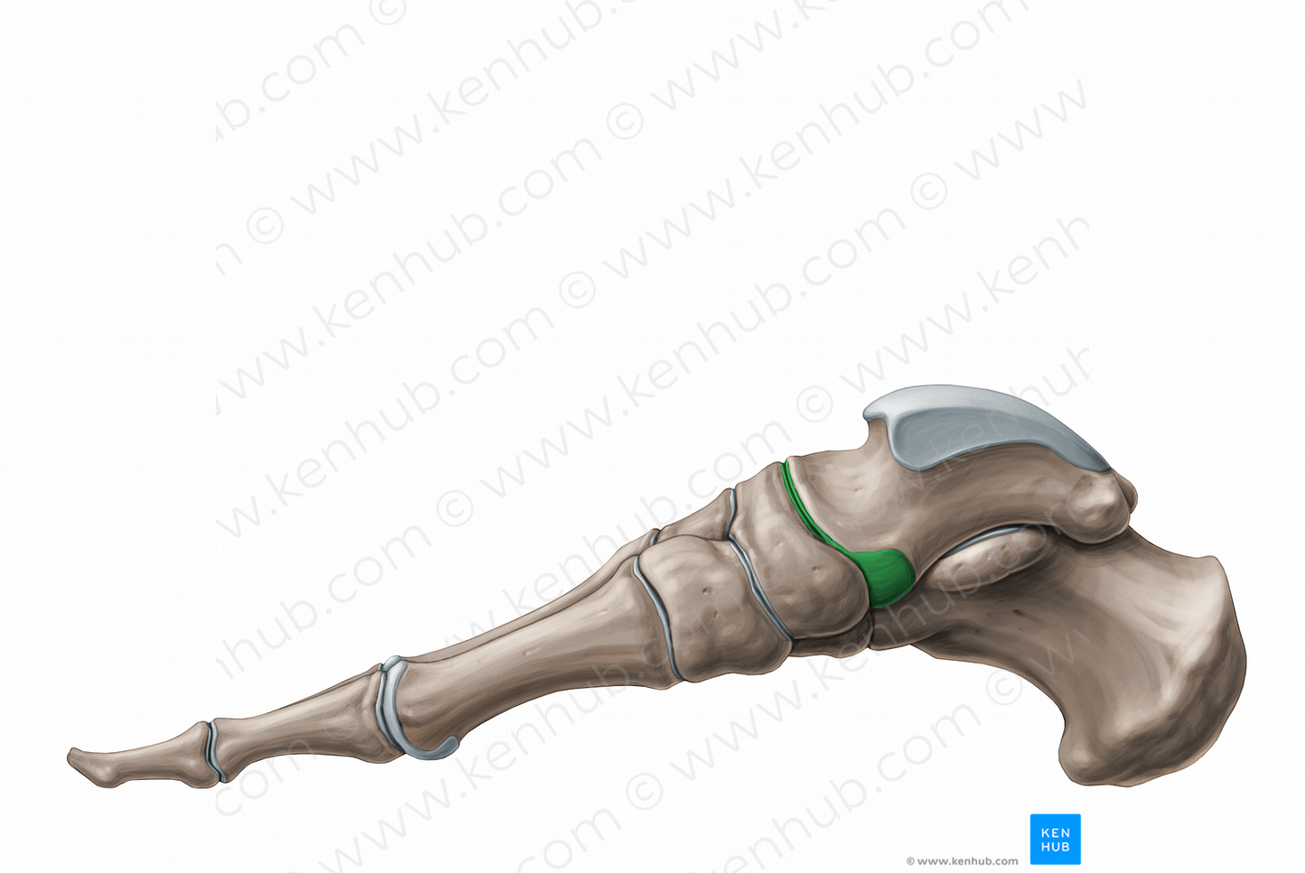 Talonavicular joint (#11249)