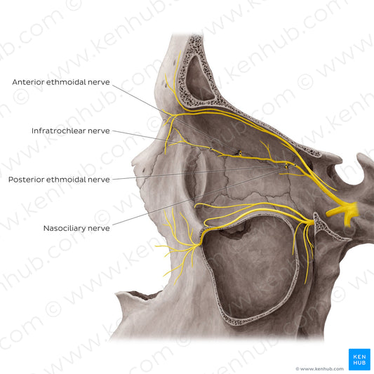 Nerves of orbit (Lateral view: eyeball removed) (English)