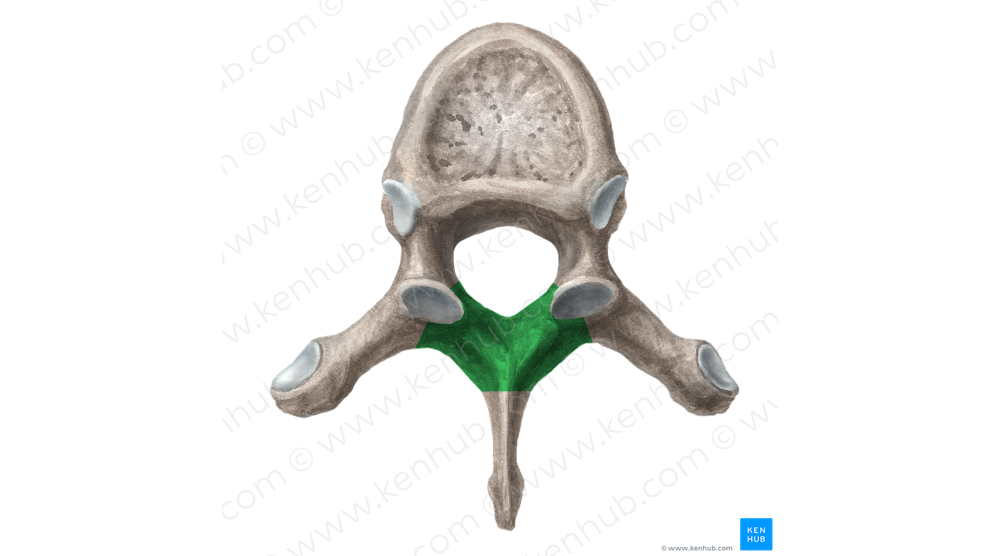 Lamina of vertebral arch (#4370)