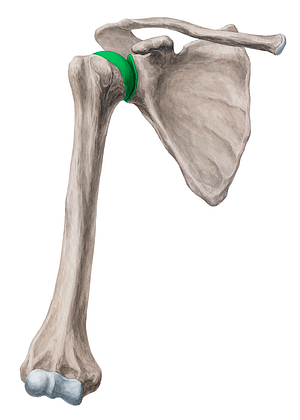 Glenohumeral joint (#2010)