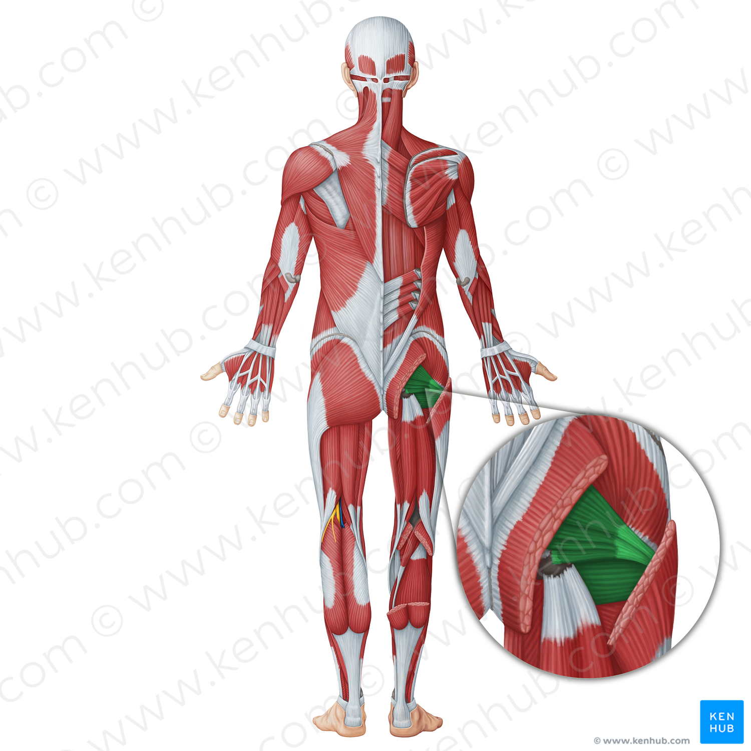 Inner hip muscles (#20060)