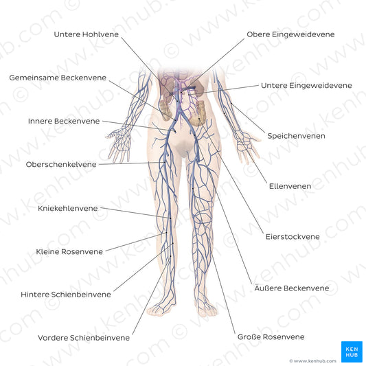 Cardiovascular system: Veins of the lower part of the body (German)