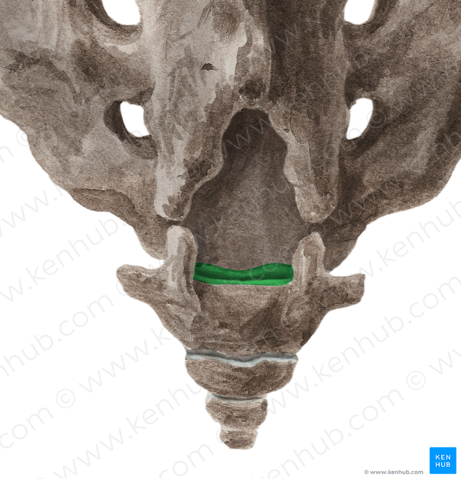 Sacrococcygeal joint (#2081)