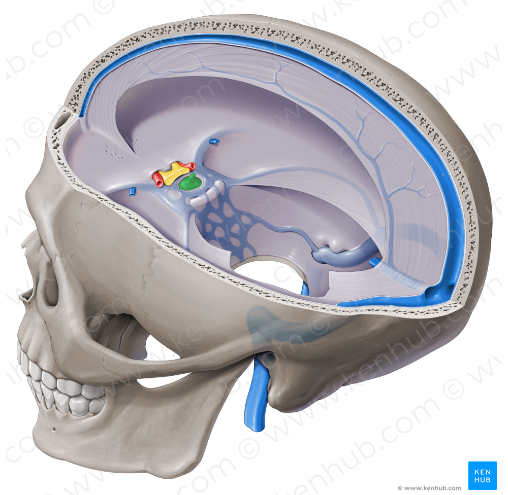 Pituitary gland (#4098)