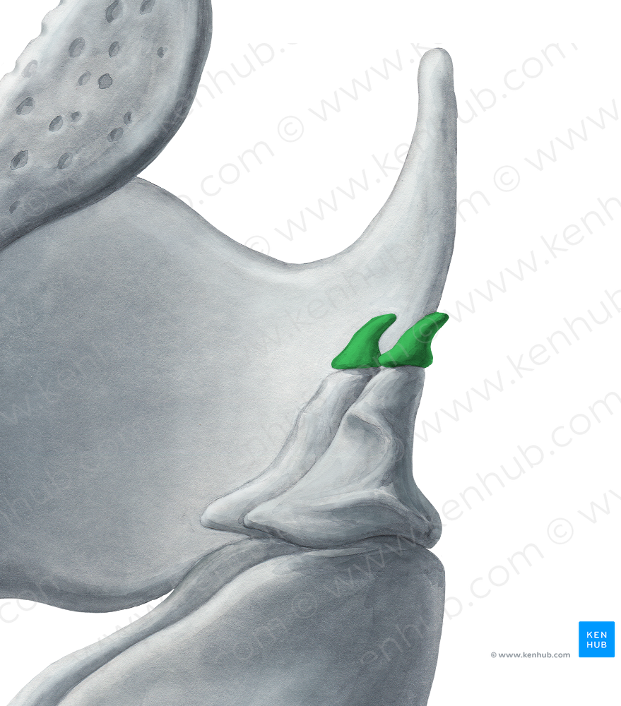 Corniculate cartilage (#2488)
