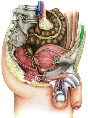 Rectus abdominis muscle (#5829)