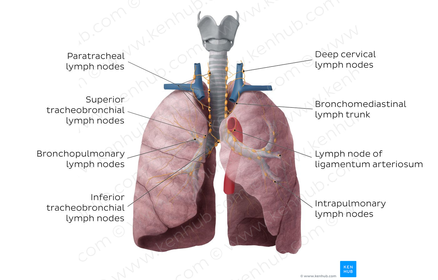 Lymphatics of the lungs (English)