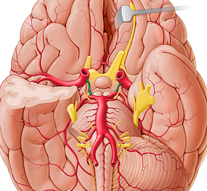 Posterior communicating artery (#1081)