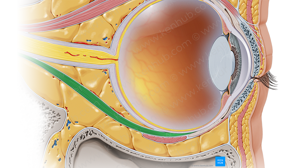 Inferior rectus muscle (#5860)