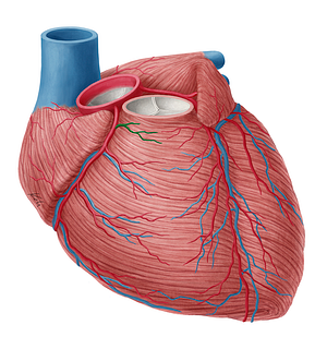 Conal branch of right coronary artery (#8649)