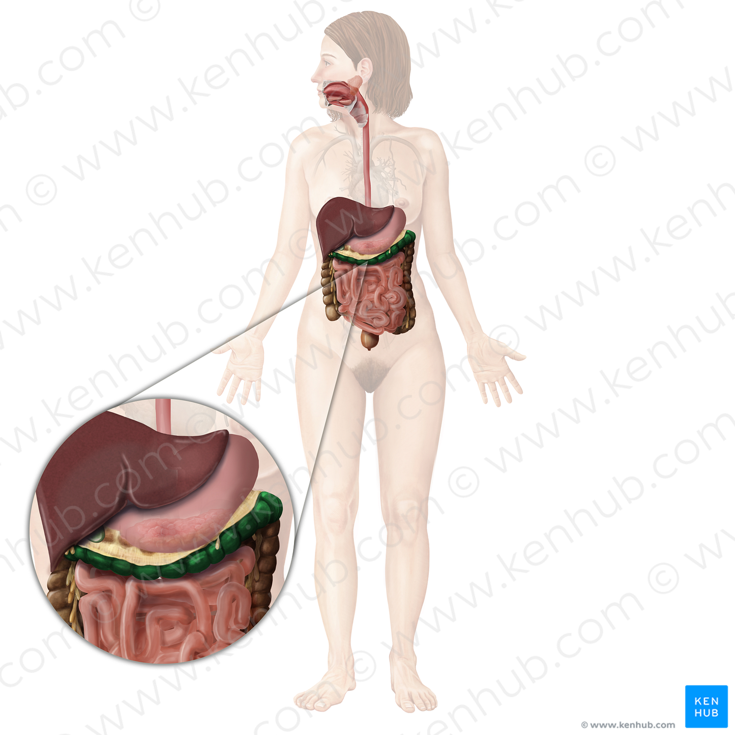 Transverse colon (#2762)