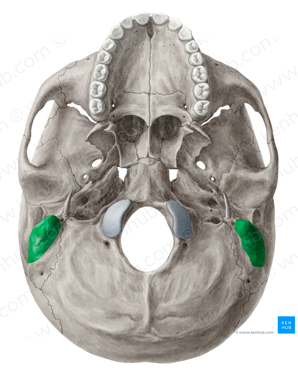 Mastoid process of temporal bone (#8224)