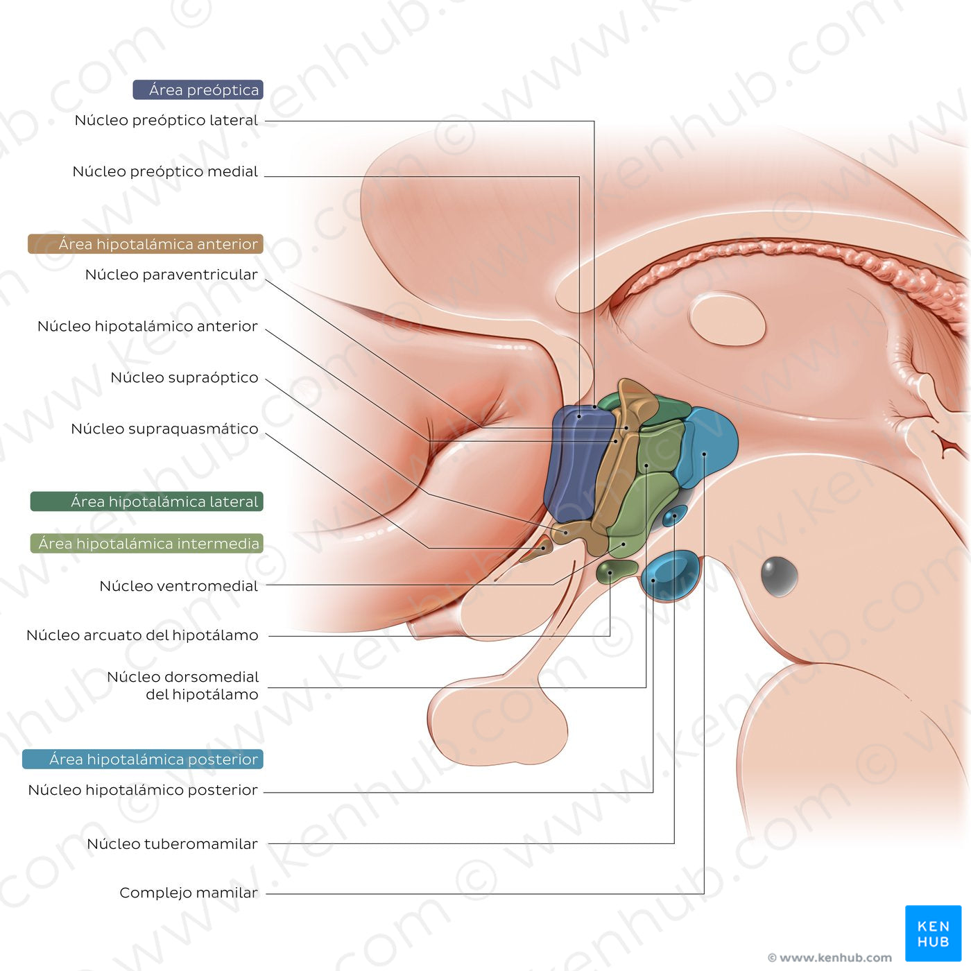 Hypothalamus: nuclei (Spanish)