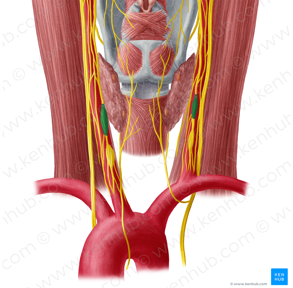 Middle cervical ganglion (#3952)