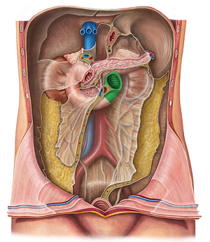 Ascending part of duodenum (#7666)