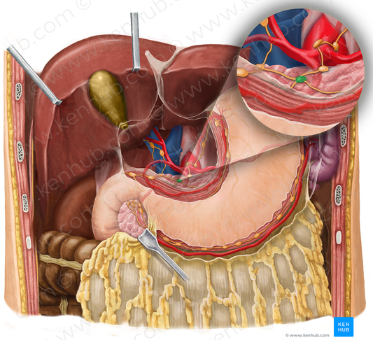 Pancreatic lymph nodes (#7065)