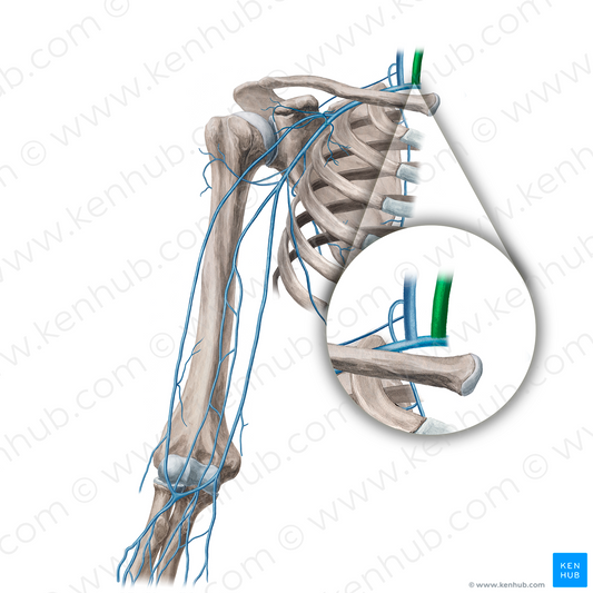 Internal jugular vein (#21685)