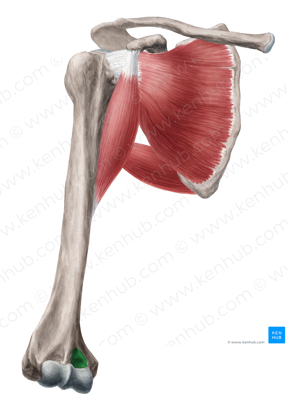 Coronoid fossa of humerus (#3838) – Kenhub Image License Store