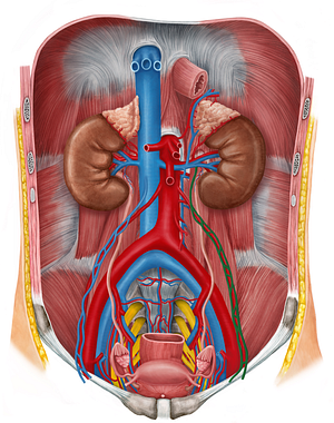 Left ovarian vein (#10456)