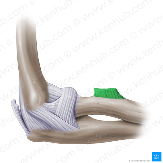 Distal tendon of biceps brachii muscle (#14128)