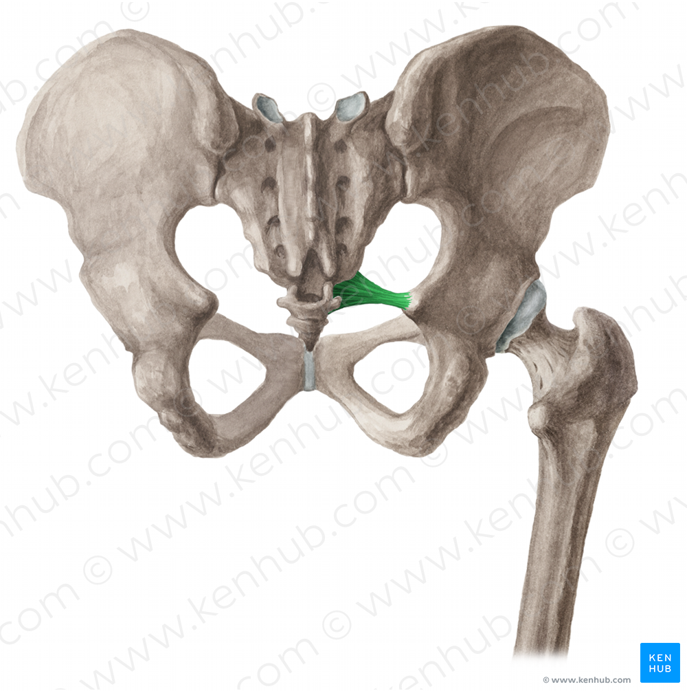 Sacrospinous ligament (#4612)