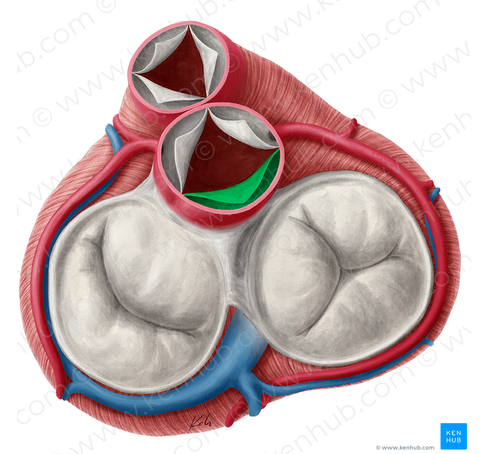 Noncoronary leaflet of aortic valve (#9923)