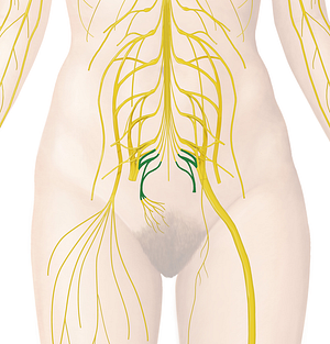 Coccygeal plexus (#7982)