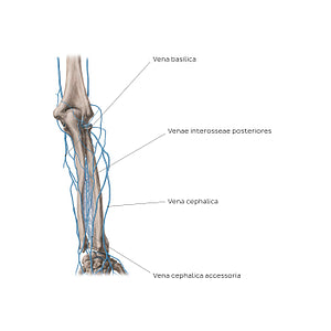 Veins of the forearm: Posterior view (Latin)