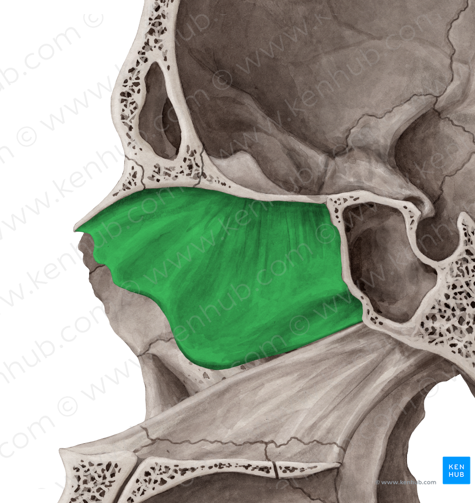 Perpendicular plate of ethmoid bone (#4410)