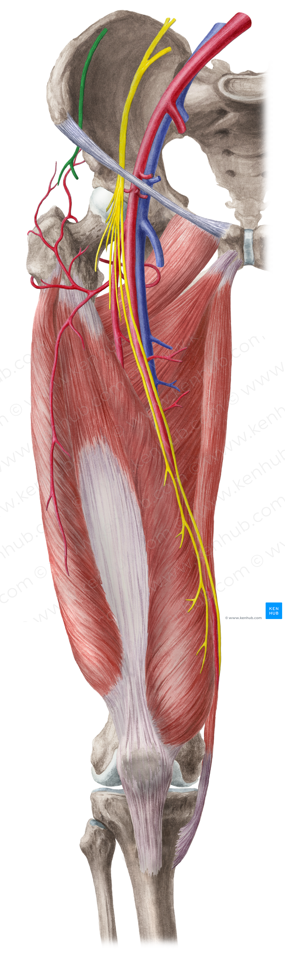 Lateral femoral cutaneous nerve (#6378)