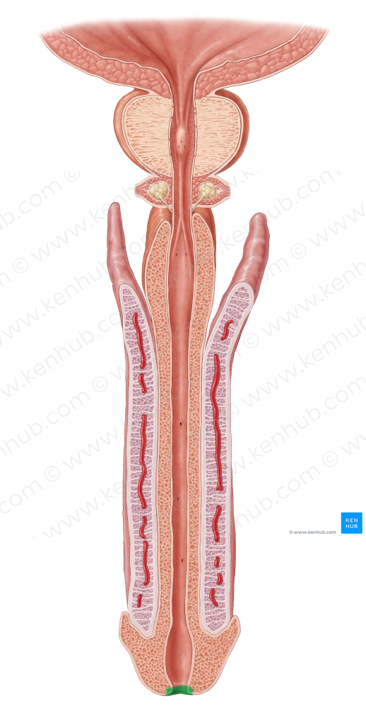 External orifice of urethra (#7561)