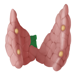Pyramidal lobe of thyroid gland (#14112)
