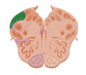 Inferior cerebellar peduncle (#10955)