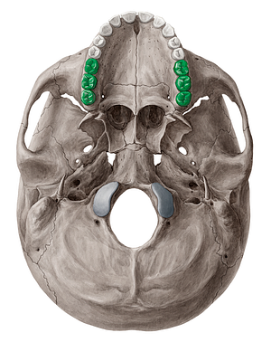 Molar teeth (#3211)