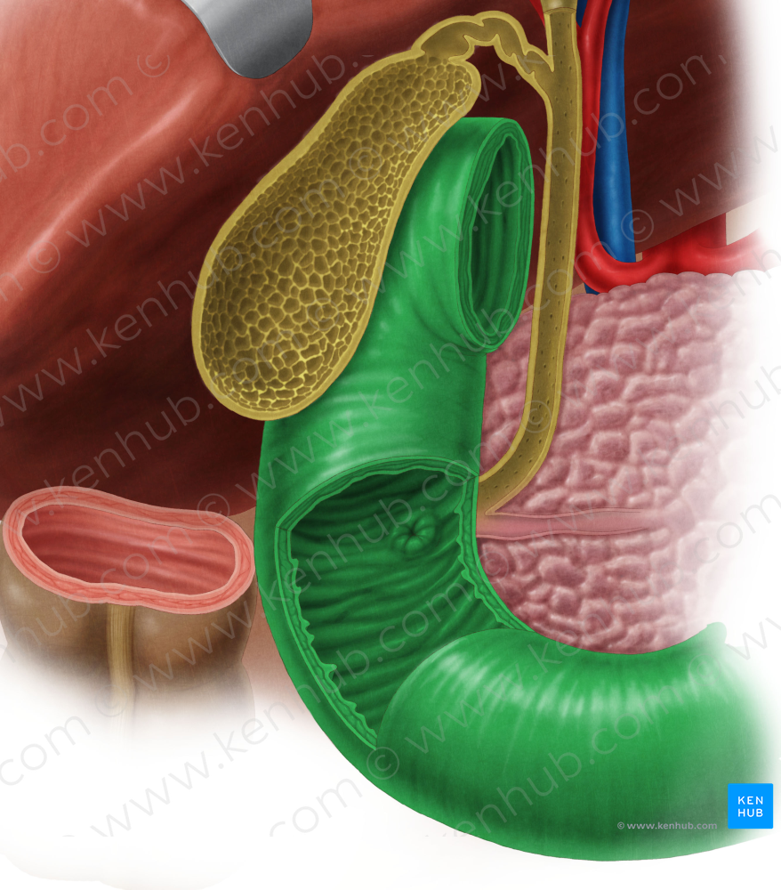 Duodenum (#3364)