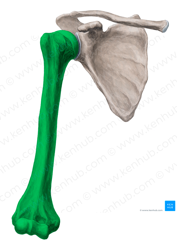 Humerus (#4250)