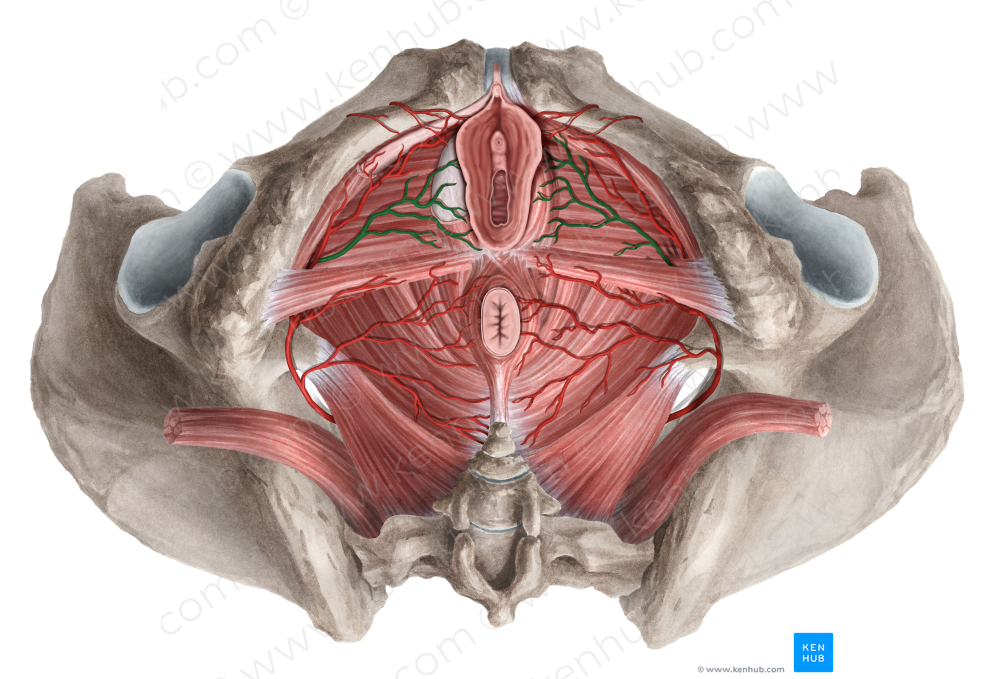 Artery of bulb of vestibule (#912)