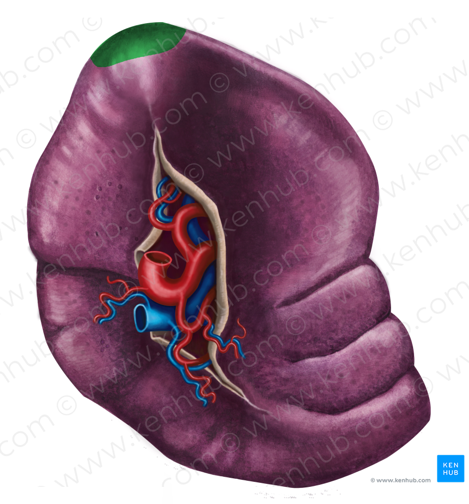 Posterior extremity of spleen (#3439) – Kenhub Image License Store