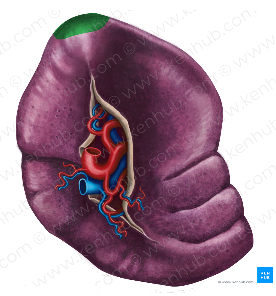 Posterior extremity of spleen (#3439)