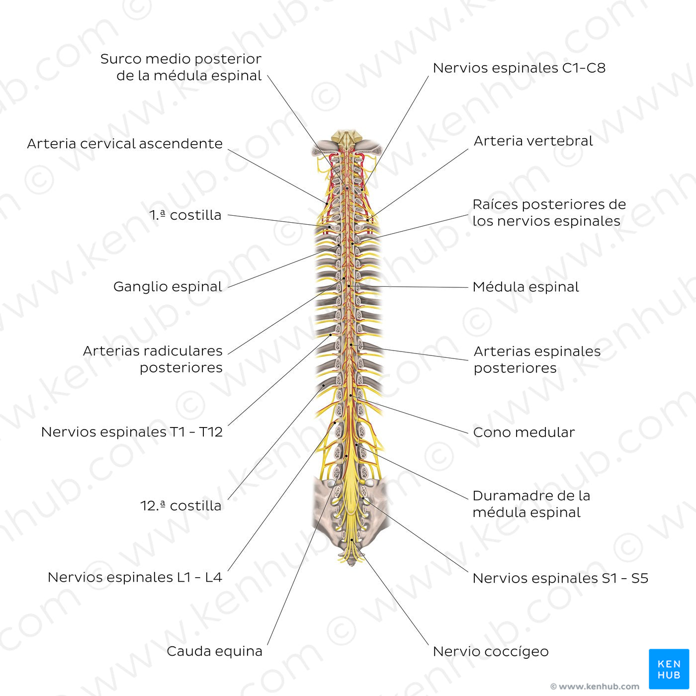 Structure of the spinal cord (Spanish)