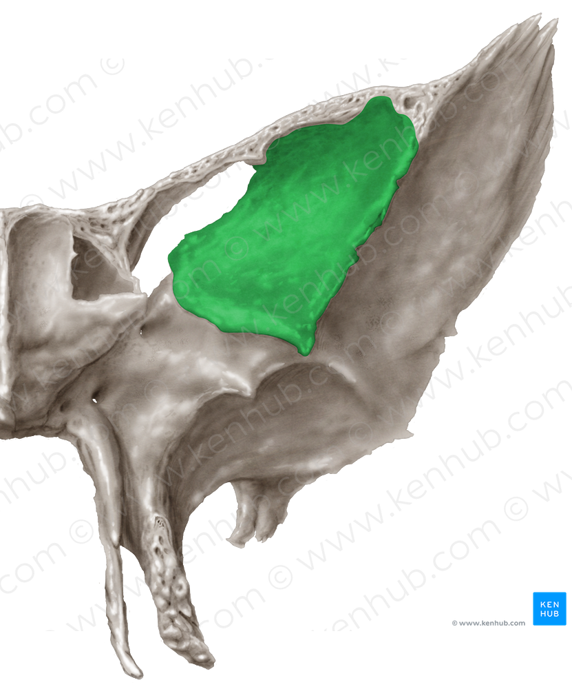 Orbital surface of greater wing of sphenoid bone (#3528)